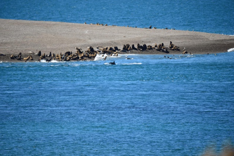 valdes_argentina_whale_nature_055
