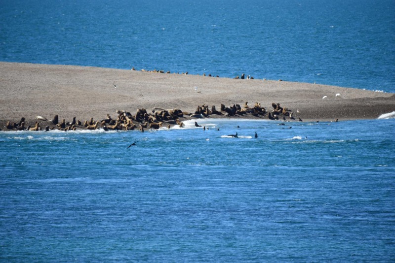 valdes_argentina_whale_nature_056
