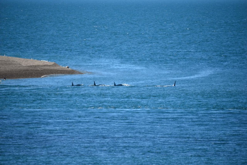 valdes_argentina_whale_nature_057