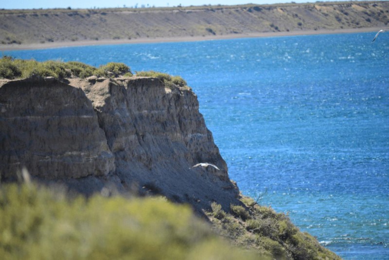 valdes_argentina_whale_nature_061