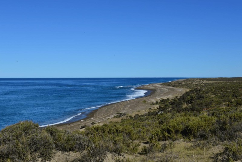 valdes_argentina_whale_nature_072