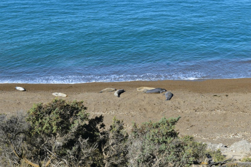 valdes_argentina_whale_nature_074