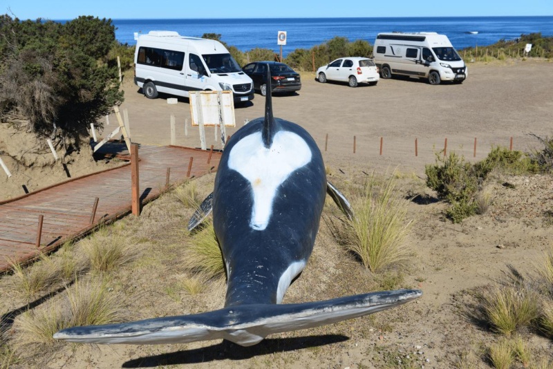 valdes_argentina_whale_nature_075