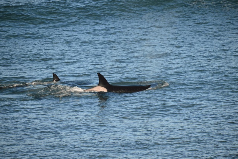 valdes_argentina_whale_nature_076