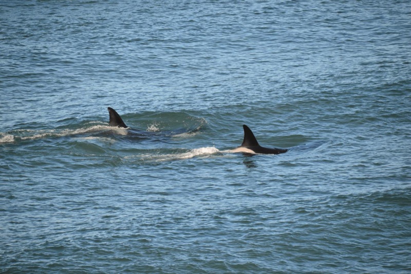 valdes_argentina_whale_nature_077