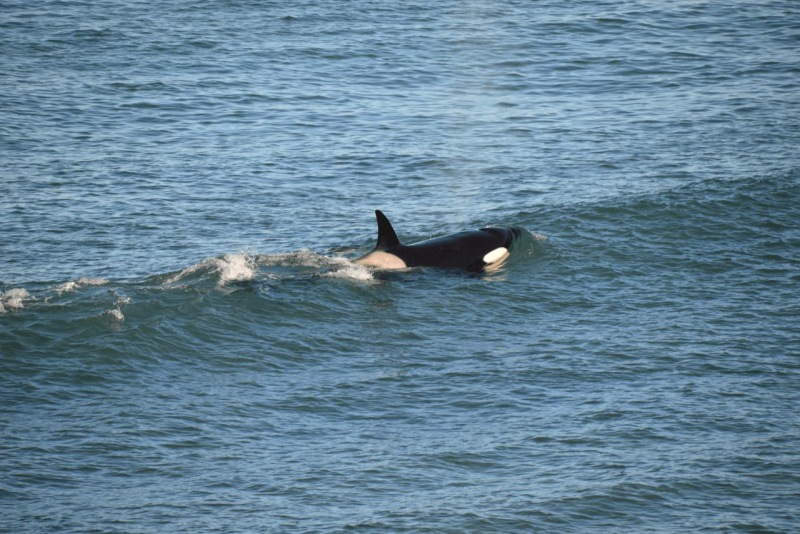 valdes_argentina_whale_nature_078