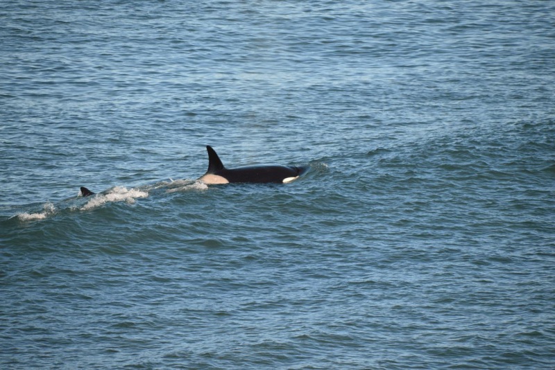 valdes_argentina_whale_nature_079