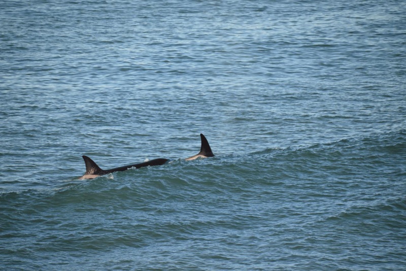 valdes_argentina_whale_nature_080
