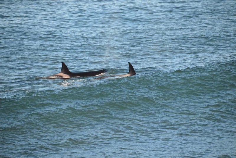 valdes_argentina_whale_nature_081
