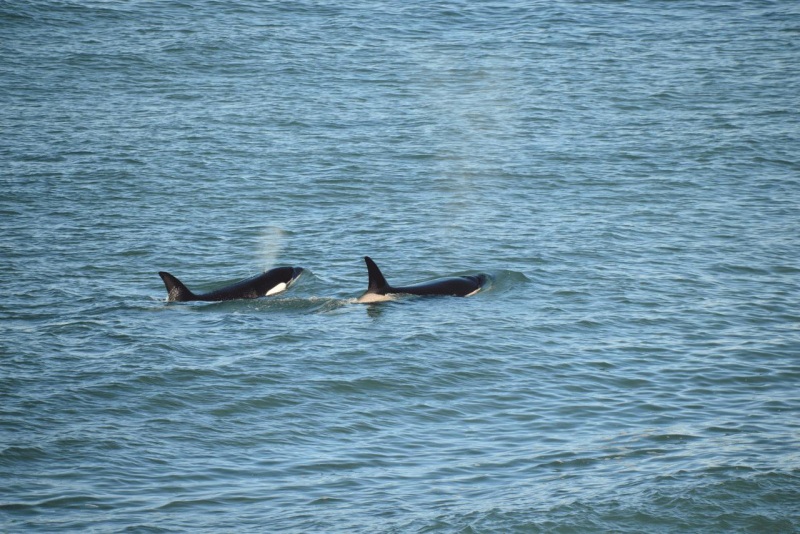 valdes_argentina_whale_nature_082