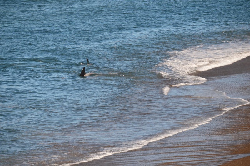 valdes_argentina_whale_nature_083