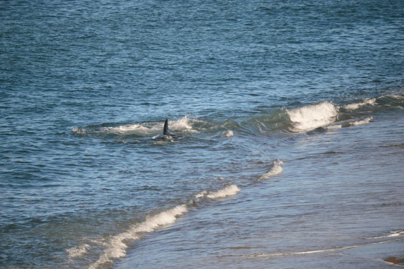 valdes_argentina_whale_nature_084