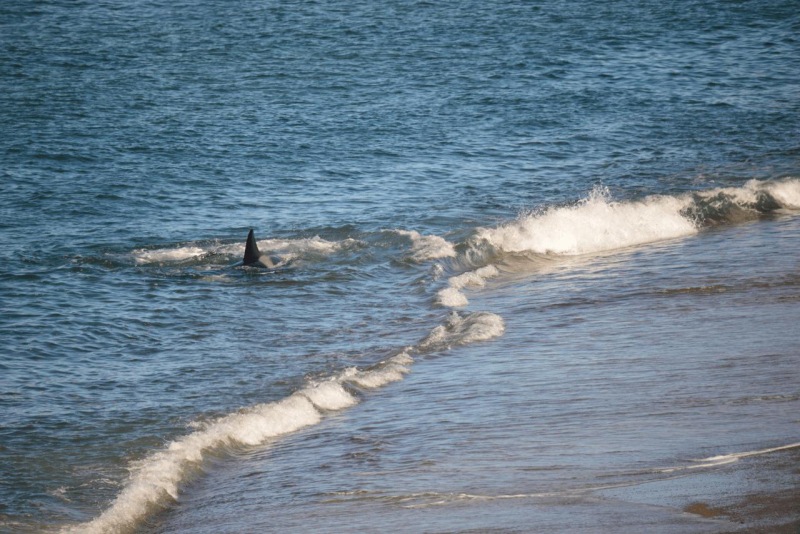 valdes_argentina_whale_nature_085