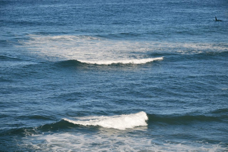 valdes_argentina_whale_nature_087