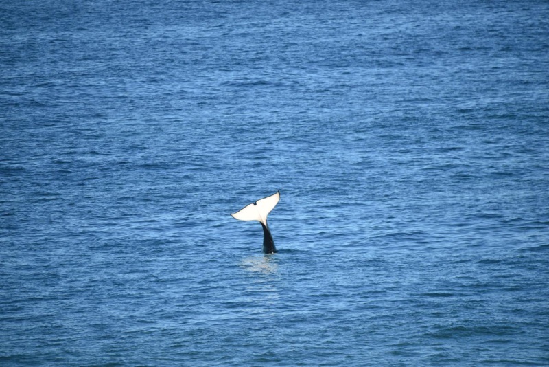 valdes_argentina_whale_nature_088