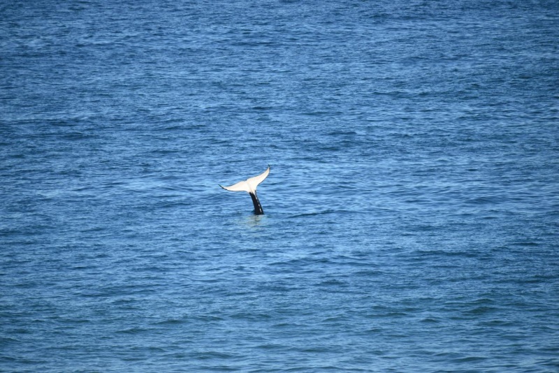 valdes_argentina_whale_nature_089