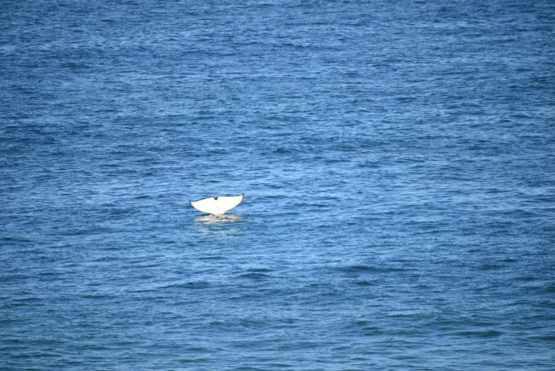 valdes_argentina_whale_nature_090