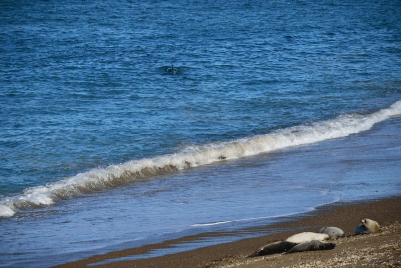 valdes_argentina_whale_nature_093