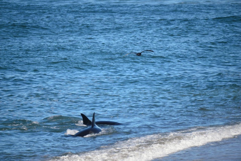 valdes_argentina_whale_nature_094