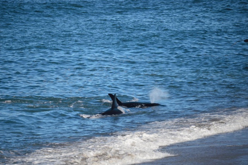 valdes_argentina_whale_nature_095