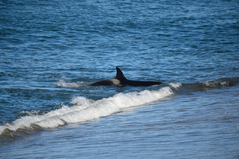 valdes_argentina_whale_nature_096