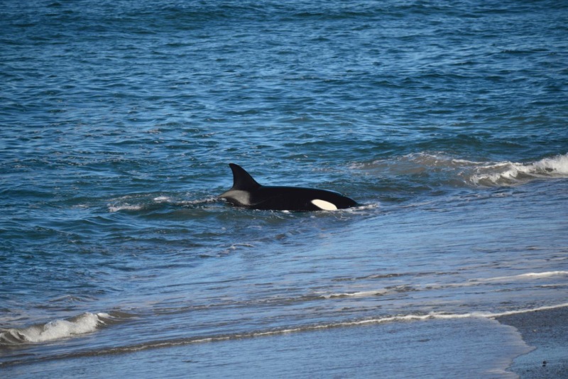 valdes_argentina_whale_nature_097