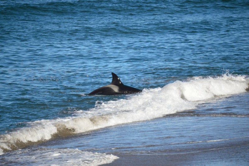 valdes_argentina_whale_nature_098
