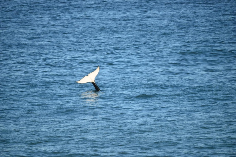 valdes_argentina_whale_nature_100