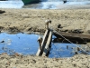 wetar_0026