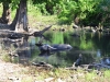 wetar_0046