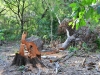 wetar_0061
