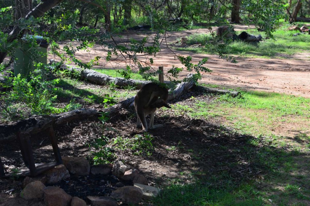 Känguru